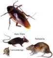 /album/insetos-e-outras-pragas/barata-e-rato-jpg/